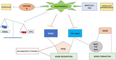 Modulatory Effects of Plant Polyphenols on Bone Remodeling: A Prospective View From the Bench to Bedside